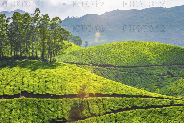 Kerala landmark, tea plantations in Munnar, Kerala, India. With lens flare and light leak