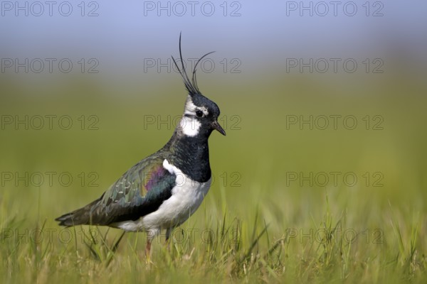 Northern lapwing (Vanellus vanellus), in a wet meadow, Dümmer, Lower Saxony, Germany, Europe