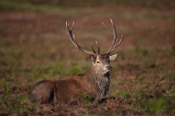 Red deer (Cervus elaphus) adult male stag sitting amongst Bracken, Leicestershire, England, United Kingdom, Europe