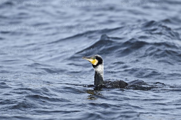 Great cormorant (Phalacrocorax carbo), swimming on Lake Zug, Switzerland, Europe