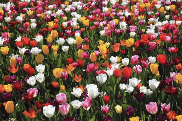 Many colourful tulips in one area