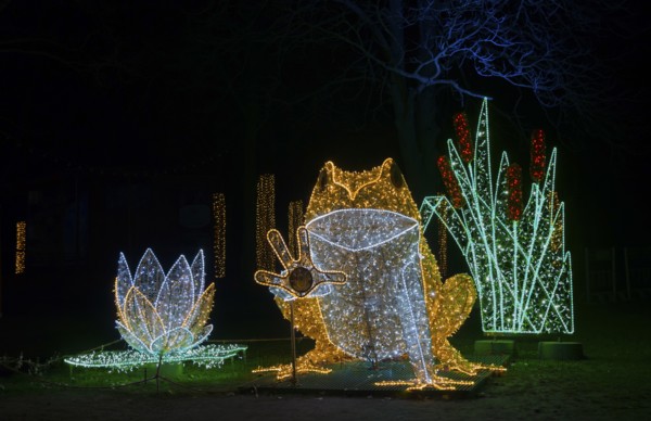 Le Frog, glowing frog, world of lights, municipal park, Magdeburg, most extensive Christmas and winter lighting in Central Germany, Saxony-Anhalt, Germany, Europe