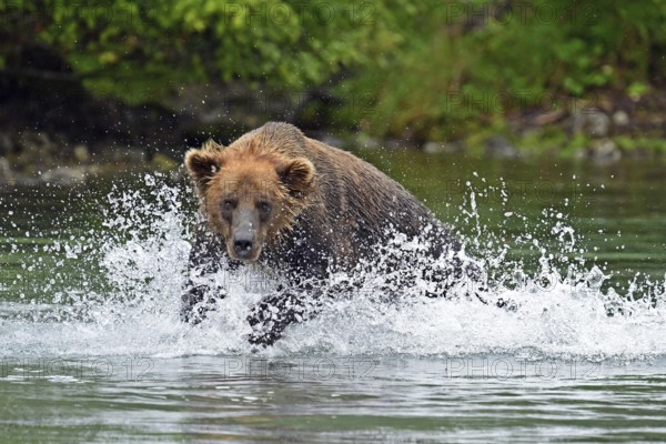 Brown bear (Ursus arctos) hunting for salmon in the water, Lake Clark National Park, Alaska