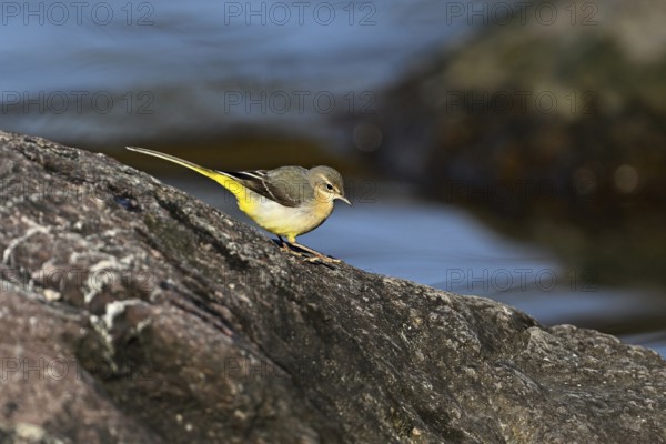 Grey wagtail (Motacilla cinerea), standing on rock, Switzerland, Europe