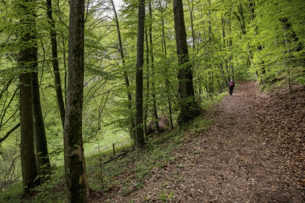 Hiking trail to the Reußenstein ruins, Wiesensteig, Swabian Alb, Baden-Württemberg, Germany, Europe