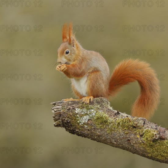 Eurasian red squirrel (Sciurus vulgaris), sitting on a moss-covered branch while feeding, wildlife, North Rhine-Westphalia, Germany, Europe