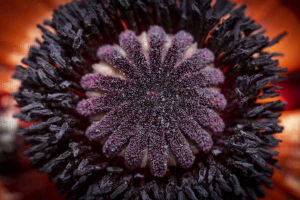 Turkish poppy (Papaver orientale), flower with stamens and pistil, Baden-Württemberg, Germany, Europe