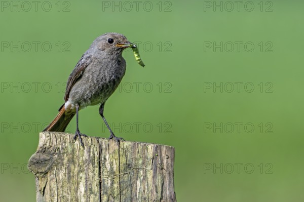 Black redstart (Phoenicurus ochruros gibraltariensis) female, first calendar year male perched on wooden fence post with caterpillar in beak in spring
