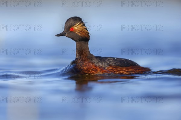 Black-necked grebe (Podiceps nigricollis), swimming in the water, Hides de El Taray / Floating Hid, Villafranca de los Caballeros, Castilla La Mancha / Toledo, Spain, Europe