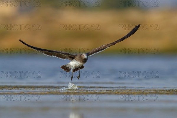 Hemprich's Gull, (Larus hemprichii), medium sized, rusty brown, flight photo, Raysut, Salalah, Dhofar, Oman, Asia