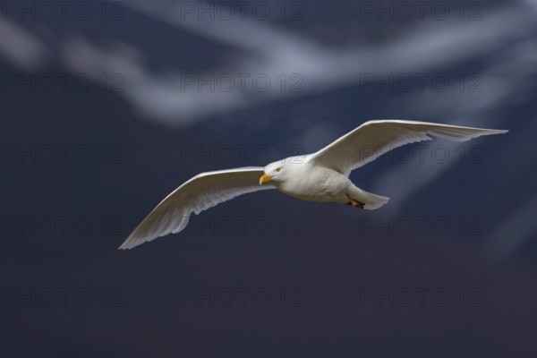 Glaucous gull (Larus hyperboreus), Norway, Spitsbergen, aerial photograph, Longyearbyen, Svalbard / Spitsbergen, Norway, Europe