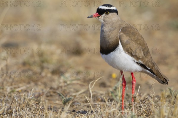 Crowned Lapwing, (Vanellus coronatu), Wakkerstrom surroundings, Wakkerstrom, Mpumalanga, South Africa, Africa