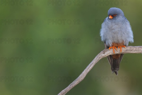 Red-footed Falcon, (Falco vespertinu), perching station, falcon family, Tower Hide, Tiszaalpár, Kiskunsági National Park, Bács-Kiskun, Hungary, Europe