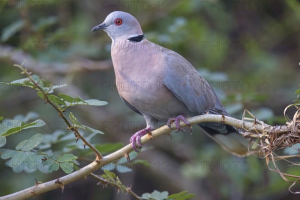 Mourning collared dove (Streptopelia decipiens), Lamin rice fields, Abuko, South Bank, Gambia, Africa