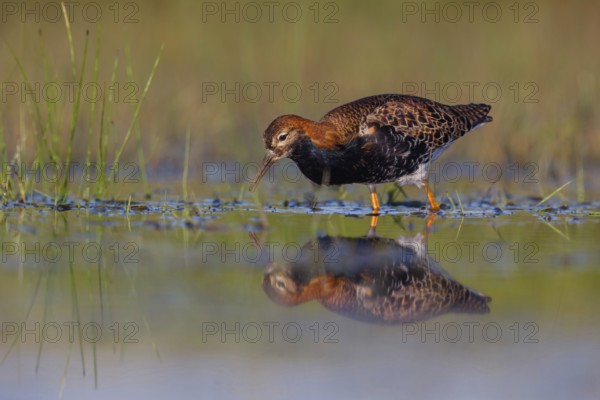 Ruff (Philomachus pugnax), male, Narew, Bialystok, Podlasie, Poland, Europe