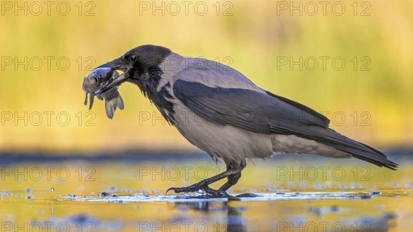 Hooded Crow (Corvus cornix) hunting, fishing, with white fish as prey, sunrise, shallow water zone, shore zone, reed belt, morning light, Kiskunsag National Park, Hungary, Europe