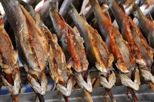 Steckerlfisch, fish, freshwater fish grilled on a stick over charcoal, historic Wies'n, Oide Wiesn, Oktoberfest, Munich, Upper Bavaria, Bavaria, Germany, Europe