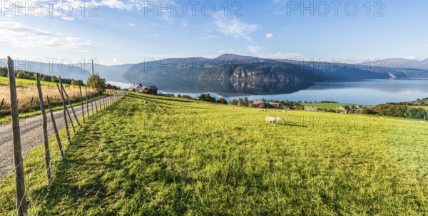 Sheep greasing above the fjord, village Utvik at the Nordfjord, Norway, Europe