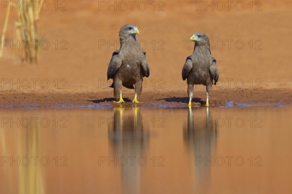 Black Kite, (Milvus aegyptius), Morgan Kunda lodge / road to Kat, Jajari, North Bank, Gambia, Africa