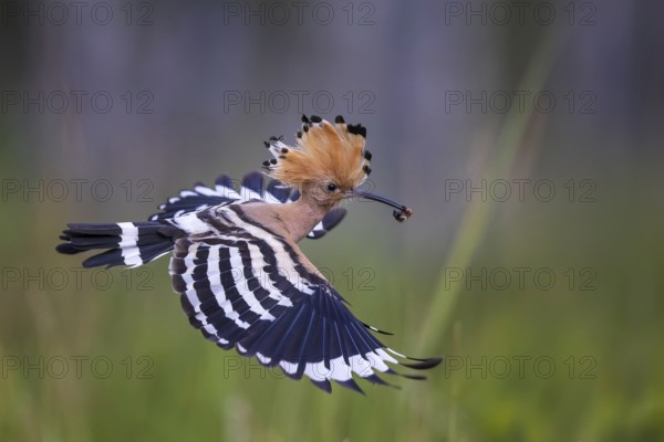Hoopoe (Upupa epops) with caterpillar as food, prey, adult bird, Bird of the Year 2022, erect cap, flying, wings spreading, sunrise, Middle Elbe Biosphere Reserve, Saxony-Anhalt, Germany, Europe
