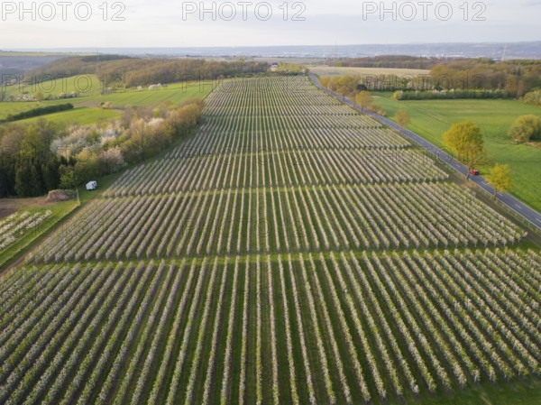 Orchards in bloom near Wittgensdorf in the Eastern Ore Mountains, Wittgensdorf, Saxony, Germany, Europe