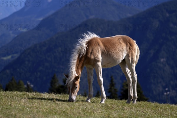Haflinger horses, foal (Equus ferus caballus) on the pasture, mountain meadow, Vigiljoch near Lana, South Tyrol, Autonomous Province of Bolzano, Italy, Europe