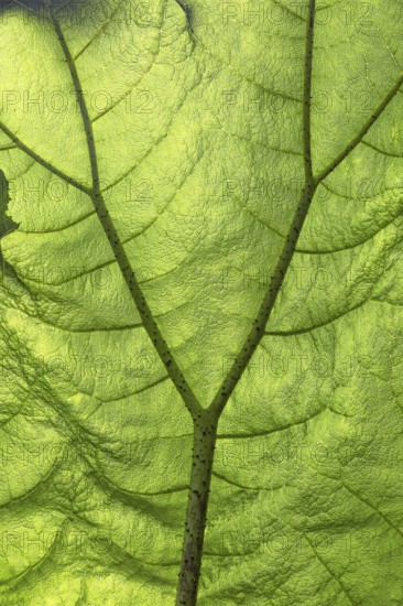 Macro image of a green leaf, showing the veins and structure in detail, illuminated by light