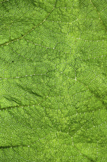 Detailed image of a green leaf with fine texture