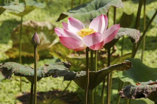 Lotus Flower (Nelumbo nucifera), Bali, Indonesia, Asia