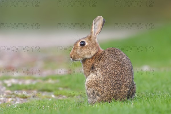 Wild rabbit (Oryctolagus cuniculus), in a meadow, adult, alert, wildlife, mammal, Baltic Sea coast, Fehmarn Island, East Holstein, Schleswig-Holstein, Germany, Europe
