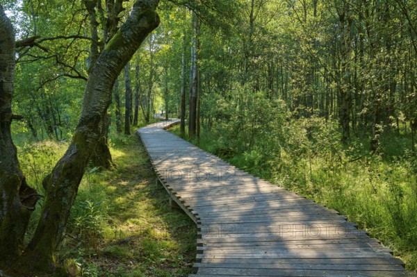 A narrow wooden plank path leads through a green, sun-drenched forest, Schwarzes Moor, Fladungen, Rhön, Bavaria, Germany, Europe