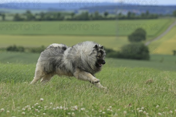 Wolfspitz, Keeshond