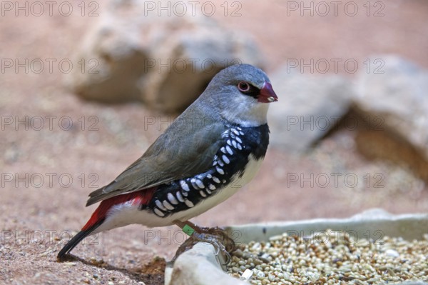 Diamond Finch (Stagonopleura guttata) or Diamond Finch), captive, Germany, Europe