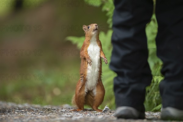 Red squirrel (Sciurus vulgaris) adult animal being inquisitive looking up at a human, England, United Kingdom, Europe