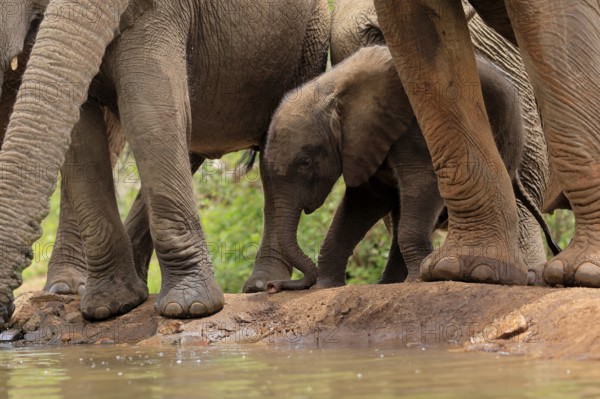 African elephant (Loxodonta africana), young animal, calf, baby elephant, mother, young animal with mother, at the water, Kruger National Park, Kruger National Park, South Africa, Africa