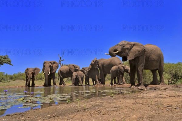 African elephant (Loxodonta africana), adult, juvenile, group, herd, at the water, drinking, Kruger National Park, Kruger National Park, South Africa, Africa