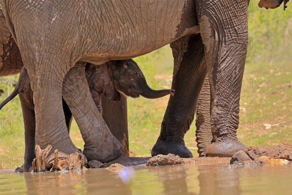 African elephant (Loxodonta africana), young animal, calf, baby elephant, mother, young animal with mother, at the water, Kruger National Park, Kruger National Park, South Africa, Africa
