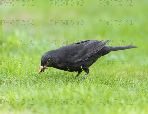 Blackbird (Turdus merula), male foraging on a lawn, many insects in his beak, Lower Saxony, Germany, Europe