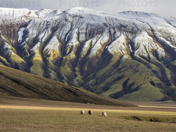 Sheep grazing in the open landscape, early snow on mountain range, along road Landmannaleid F225, Fjallabak Nature Reserve, Iceland, Europe