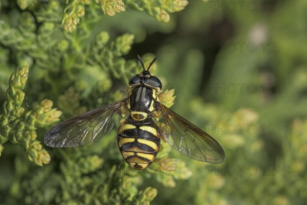 A Striped Hoverfly (Dasysyrphus albostriatus) sunbathing on a thuja hedge, Baden-Württemberg, Germany, Europe