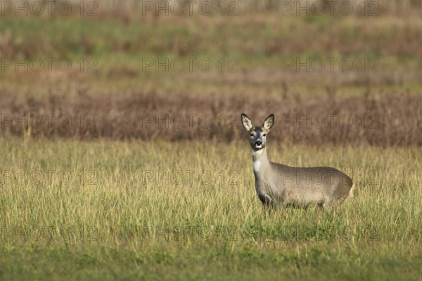 Roe deer (Capreolus capreolus), doe in winter coat in a meadow, Canton Aargau, Switzerland, Europe