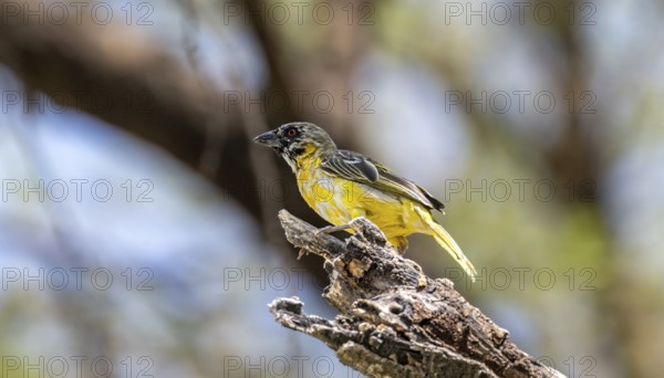 Village weaver (Ploceus cucullatus) on a branch, non-breeding male, Etosha National Park, Namibia, Africa