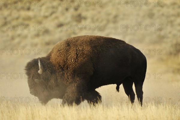 American bison (Bos bison, Bison bison), male, Yellowstone National Park, Wyoming, USA, North America