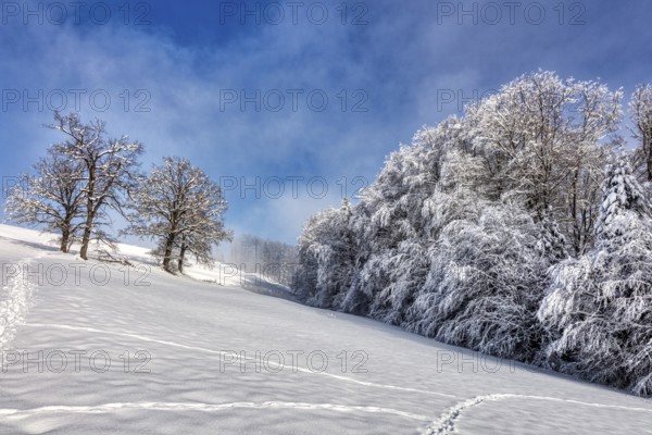 Winter landscape with snow-covered trees and footprints in the snow under a blue sky, Hocheck