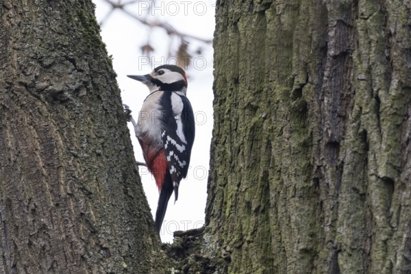Great spotted woodpecker (Dendrocopos major) on tree trunk, Hesse, Germany, Europe