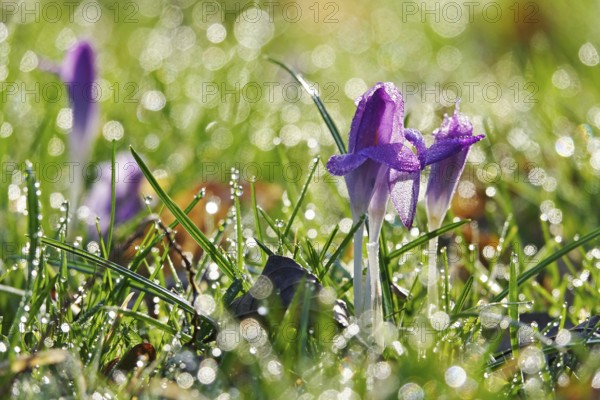 Crocus blossom, winter morning, February, Germany, Europe