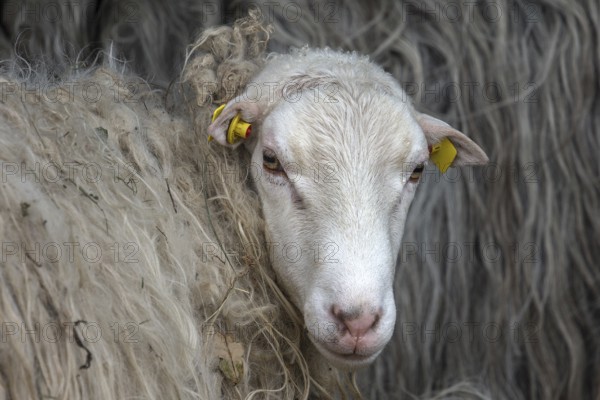 Portrait of a Moorschnucke, Mecklenburg-Vorpommern, Germany, Europe