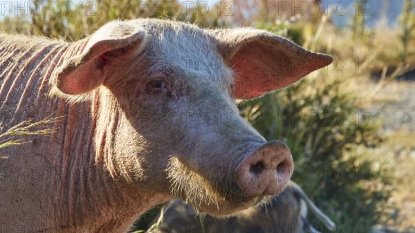 Portrait of a pink pig with prominent ears and snout, farm animals, Mani Peninsula, Peloponnese, Greece, Europe