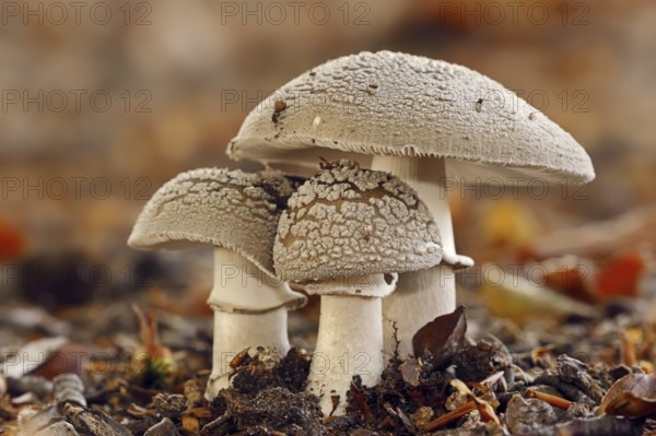 Pearl mushroom or blusher (Amanita rubescens), North Rhine-Westphalia, Germany, Europe