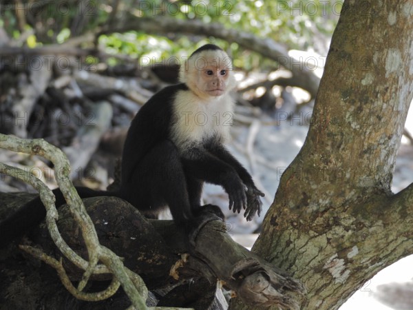 White-headed capuchin (Cebus imitator), Manuel Antonio National Park, Costa Rica, Central America